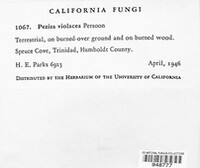 Geoscypha violacea image